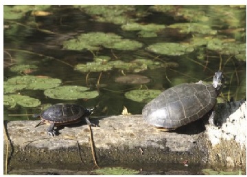 image of two turtles on a log in a pond